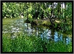 Lasek, Rzeka, Trawa, Drzewa