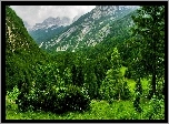 Góry, Lasy, Wiosna