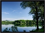 Jezioro, Lasy, Drzewa