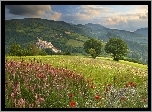 Łąki, Kwiaty,  Góry, Lasy, Panorama
