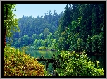 Rzeka, Lasy, Jesień