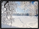 Lasy, Drzewa, Szadź, Śnieg
