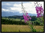 Tatry, Lasy, Pola, Łąka, Kwitnąca, Wierzbówka, Kiprzyca