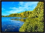 Lato, Jezioro, Las, Trawa