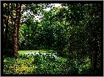 Lato, Las, Park, Staw