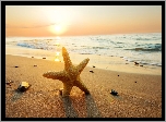 Lato, Morze, Plaża, Rozgwiazda