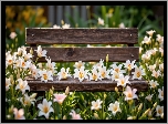 Białe, Kwiaty, Lilie, Ławka