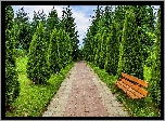 Park, Ławka, Drzewa, Tuje, Ścieżka