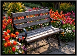 Ogród, Ławka, Kwiaty, Tulipany, Stokrotki