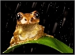Żabka, Liść, Deszcz