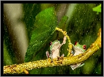 Żabki, Liść, Deszcz