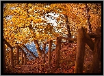 Drzewa, Liściaste, Jesień, Liście, Ogrodzenie, Balustrada, Jezioro