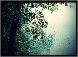 Drzewo, Liściaste, Deszcz