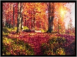 Ukraina, Karpaty, Wieś Bubiniszcze, Buki, Jesień, Las, Promienie słońca, Liście