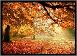 Park, Alejka, Drzewa, Liście, Promienie, Słońca, Jesień