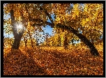Drzewa, Liście, Pochylone, Drzewo, Promienie słońca, Jesień