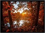 Jesień, Las, Drzewa, Liście, Jezioro, Promienie, Słońca