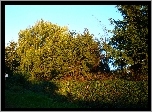 Drzewa, Liście, Rośliny