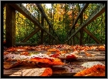 Jesień, Liście, Most