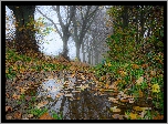 Drzewa, Mgła, Trawa, Liście, Kałuża, Jesień