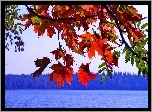 Jezioro, Liście, Jesień