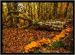Hiszpania, Kraj Basków, Jesień, Las, Drzewa, Omszały, Pień, Grzyby, Liście
