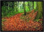 Las, Liście, Jesień