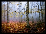 Jesień, Las, Drzewa, Liście, Strumyk, Mgła