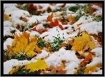 Liście, Klonu, Trawa, Śnieg, Jesień