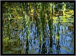 Trawa, Liście, Odbicie, Staw, Bagno