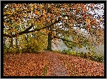 Jesień, Drzewa, Opadłe, Liście, Staw, Park