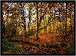Jesień, Drzewa, Żółte, Liście, Korzenie, Rośliny