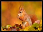 Wiewiórka, Liście, Jesień