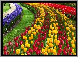 Lisse, Park, Keukenhof, Dywan, Kwiatowy