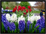 Wiosna, Lisse, Park, Kwitnące, Hiacynty, Tulipany, Spacerowicze