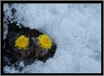 Kwiaty, Lód, Zima