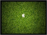 Apple, Logo, Łąka
