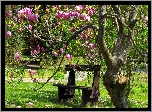 Ławka, Park, Drzewo, Magnolia, Wiosna