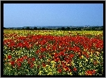 Łąki, Maki, Panorama