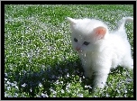 Mały, Biały, Kot turecka angora