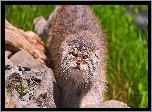 Manul, Kamienie