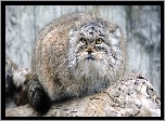 Manul, Skała