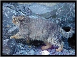 Manul, Skały