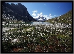 Łąka, Jeziorko, Góry, Matterhorn, Szwajcaria