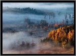 Mgła, Drzewa