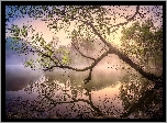 Drzewo, Gałęzie, Jezioro, Mgła