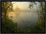 Jezioro, Mgła, Drzewa