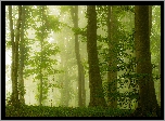 Las, Mgła, Drzewa