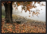 Mgła, Jesień, Drzewo, Opadłe, Liście, Jezioro