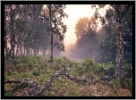 Anglia, Hrabstwo Derbyshire, Park Narodowy Peak District, Las, Jesień, Mgła